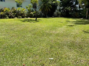 Iliana T.'s turf maintenance service result