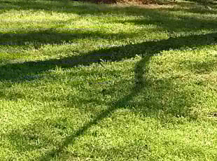 Dawn V.'s grass maintenance service result
