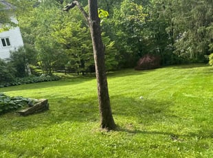 Hamilton C.'s turf care service result