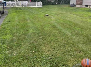 Isabel Z.'s lawn service service result