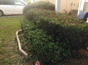 Shazeen F.'s Bush Trimming service result