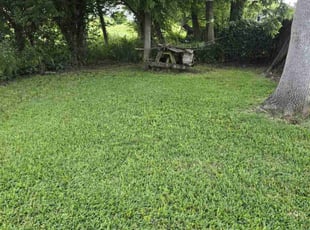 Allison C.'s grass maintenance service result