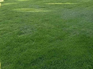 Anna K.'s turf maintenance service result