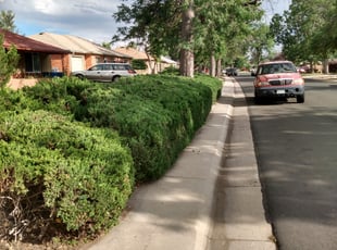 Mike M.'s Bush Trimming service result