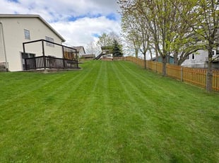 Stephen B.'s grass cutting service result