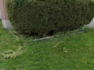 Courtney O.'s Bush Trimming service result