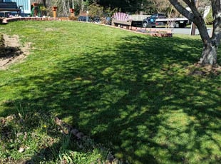 Diane M.'s grass cutting service result