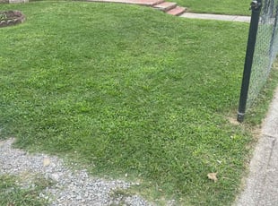 Adam H.'s lawn care service result