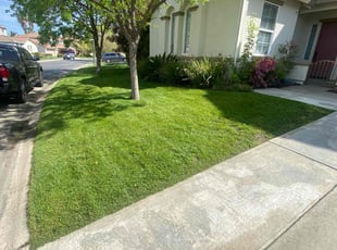 Whitney J.'s grass cutting service result