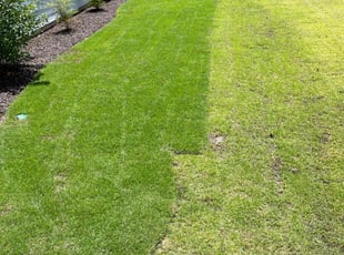 Vanessa R.'s turf maintenance service result