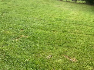 Heather M.'s lawn maintenance service result