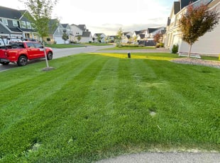 Thomas H.'s grass cutting service result