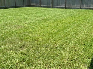 Andrew D.'s grass maintenance service result