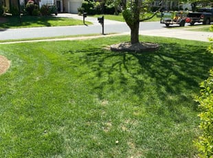 Daphnee S.'s turf maintenance service result