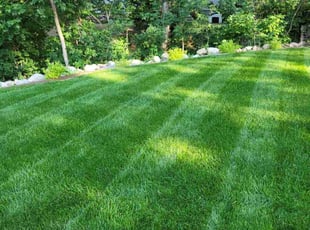 Tara O.'s turf maintenance service result