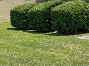 Jeannie B.'s Bush Trimming service result