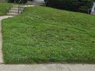 Trevor H.'s lawn service service result