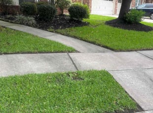 Terry P.'s turf care service result