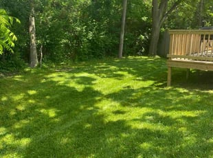 Leticia V.'s grass maintenance service result