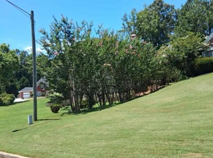 Jeremiah A.'s turf maintenance service result