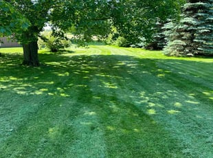Kate P.'s turf care service result