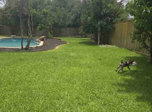 Mike R.'s lawn care service result