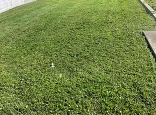 Kelly S.'s lawn care services service result