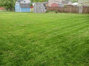 Tracy M.'s turf care service result