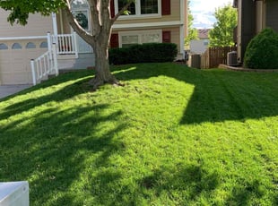 David R.'s turf care service result