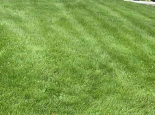 Chris H.'s turf maintenance service result