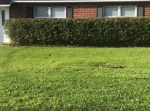 Ashlei B.'s Bush Trimming service result