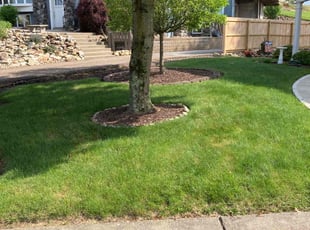 Susan B.'s turf maintenance service result