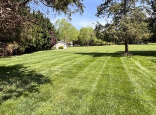 Dr. L.'s lawn maintenance service result