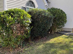 Cecelia O.'s Bush Trimming service result