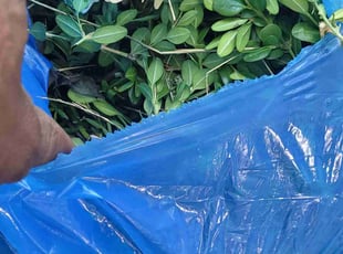 Susan M.'s Bush Trimming service result