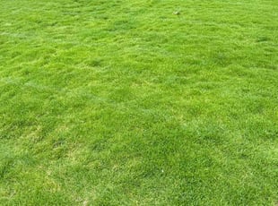 Charles C.'s grass maintenance service result