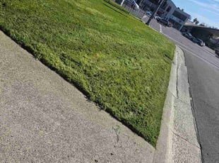 Hasan S.'s grass maintenance service result