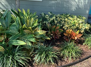 Josh L.'s Bush Trimming service result