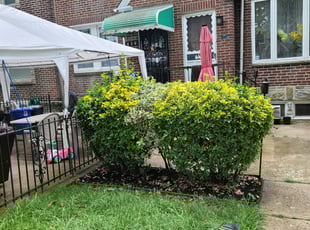 Demi O.'s Bush Trimming service result