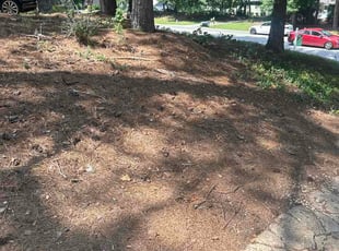 Sasha J.'s Cleanup service result