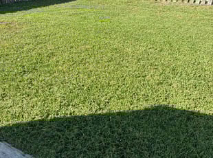 Sharon W.'s lawn service service result