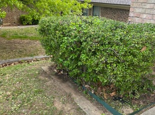 Cynthia M.'s Bush Trimming service result