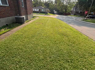 Tehilah N.'s turf maintenance service result