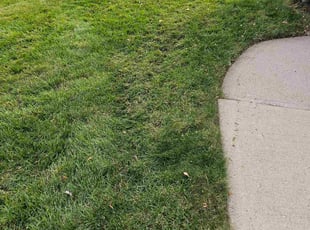 Tim J.'s Leaf Removal service result