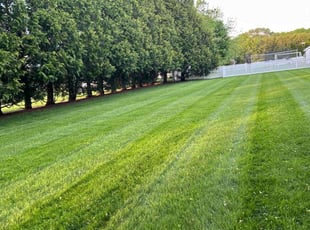 Rachel R.'s turf care service result