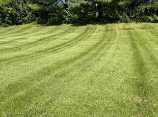 Liliana R.'s lawn maintenance service result