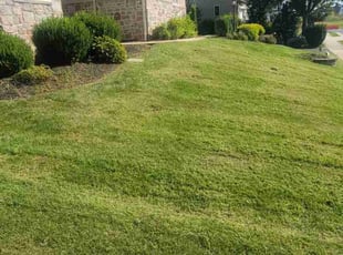 Gabriel M.'s grass maintenance service result