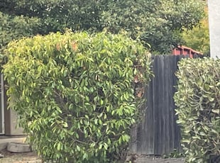 Lynn S.'s Bush Trimming service result
