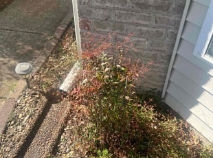 Richard R.'s Bush Trimming service result