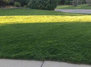 Gina H.'s lawn care services service result
